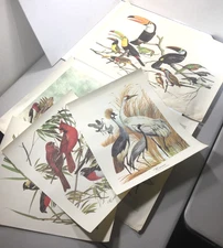 Arthur Singer Series Lot Of 5 Bird Prints 1961 Birds Of The World Golden Press