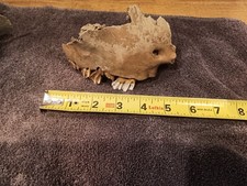 HISTORIC RIVER FIND BISON MAXILLARY JAW SKULL TEETH BONE PREFOSSIL