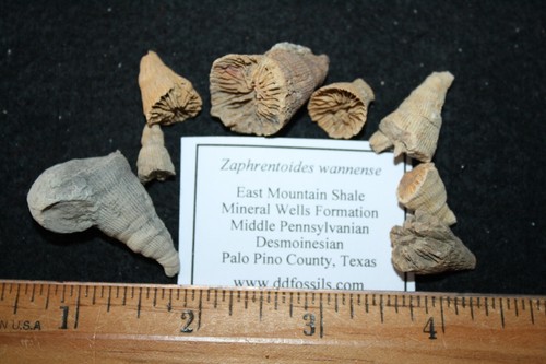 Pennsylvanian East Mountain Schiefer fossil Koralle Bryozoa Schwamm Auswahl aus Liste - Bild 2 von 19
