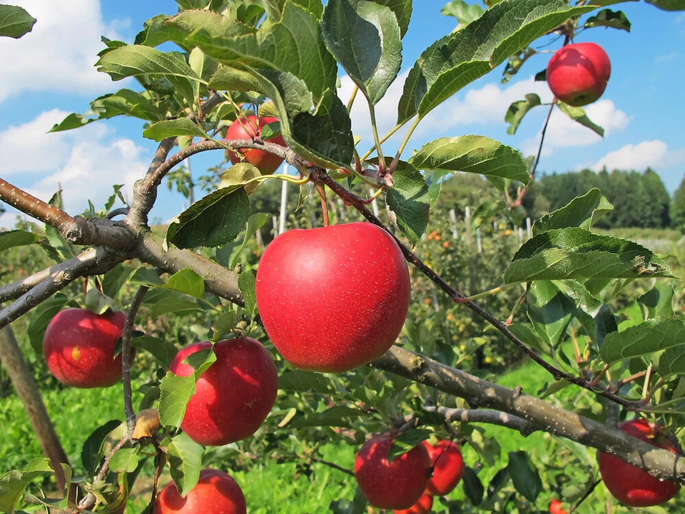 Dwarf Patio Katy Apple Tree, Ready to fruit, Sweet, Juicy Strawberry Taste - Image 3 of 3