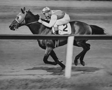 1938 Champion Racehorse Seabiscuit Thoroughbred Horse 8x10 PHOTO PRINT