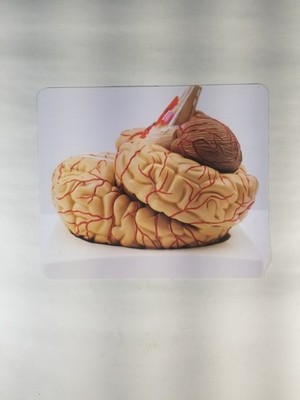Guangzhou Blue Butterfly Teaching Model Co. ltd Cerebrum Brain Model New in Box