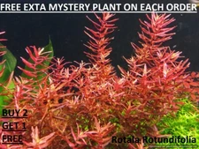  Rotala Rotundifolia RED Live Aquarium Plant Aquatic Planted tank BUY2GET1FREE