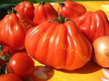 OCHSENHERZ TOMATE COEUR DE BOEUF FLEISCHTOMATE OXHEART TOMATENSAMEN 10 SAMEN
