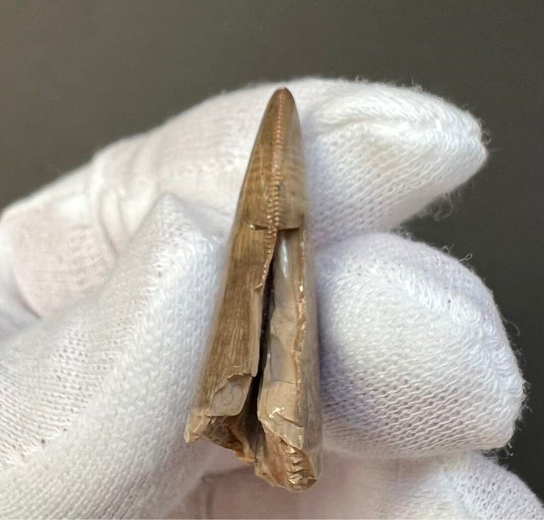 VOSAREA Megalodon Zahn Fossil Nachbildung - Harz Deko 13,5cm