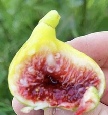 Fig Tree cuttings "White Adriatic" FREE US SHIPPING! 3 Cuttings!