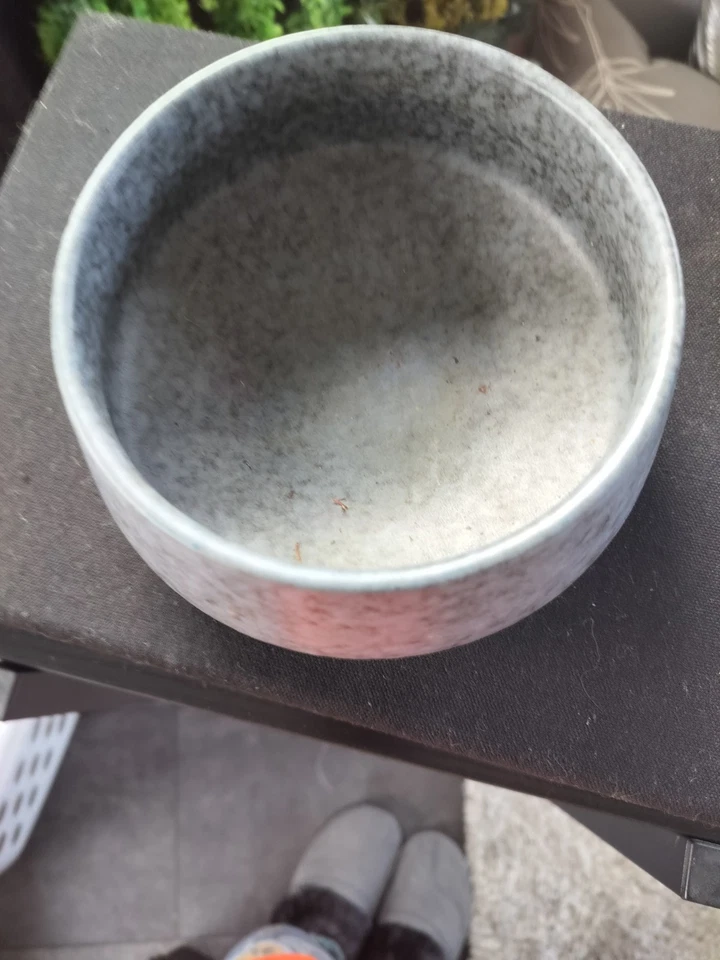 Cuenco de porcelana Speckled Blue Biseki 20 oz por 10 Strawberry Street Foto 4 de 4