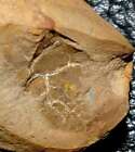 Spectacular fossil Pennsylvanian arthropod (positive and negative)