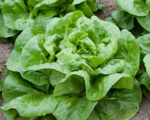 1,000+ Buttercrunch Heirloom Lettuce Seeds- 2021-   $1.69 Max Shipping per Order - Picture 1 of 1