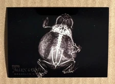 2024 Topps Allen Ginter American Bullfrog #XR-10 Oregon Zoo X-Ray’d Insert