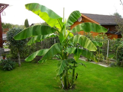 Banane winterhart, Musa Basjoo, BIO, essbar ca. 30 cm Topf, Kbel, Garten,  Topf | eBay.de