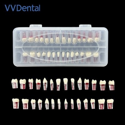 Clear Endo Root Canal Tooth Model Dental Endodontic RCT Training Practice