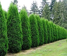 Emerald Green Arborvitae Tree ( Thuja ) - Live Plant - ( 1 QT )