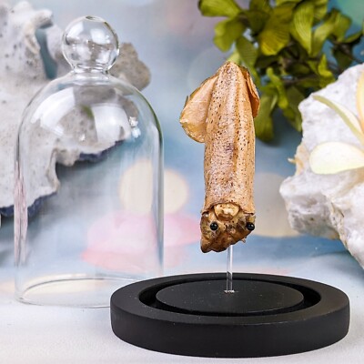 V8a Real Humboldt Squid Glass Dome Display Taxidermy Oddities Curiosities speci