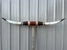 MOUNTED STEER HORNS 6 FEET  3 Inch WIDE LONGHORN POLISHED MOUNT BULL COW
