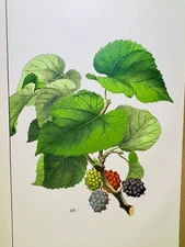 ANTIQUE POSTER BERRIES FLOWER NATURE POSTER PICTURES ILLUSTRATION 1882 BOTANY...