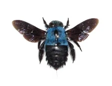 Xylocopa caerulea REAL BLUE CARPENTER BEE BUMBLEBEE MOUNTED PACKAGED INDONESIA