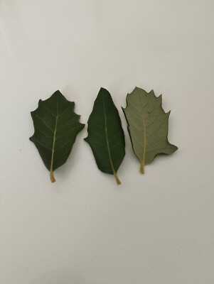 Organic Oak Leaves (Quercus virginiana) Freshly pick 100 leaves in a pack.