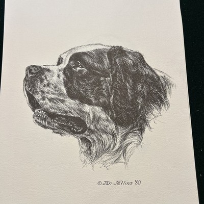 Saint Bernard  Vintage Print By Jan Jellins 8 X10