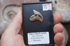T3.....LOVELY RARE  JAVAN TIGER  SHARK TOOTH FROM INDONESIA 27MM