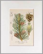 1881 BOTANY bog pine - CHROMOLITHOGRAPH ENGRAVING - With PASSEPARTOUT (04209)