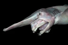 GOBLIN SHARK GLOSSY POSTER PICTURE PHOTO BANNER deep sea living fossil 4716