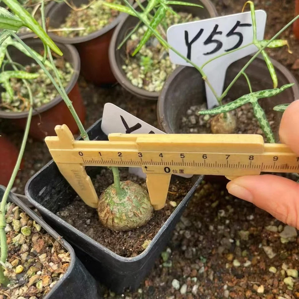 Adenia kirkii WYSIWYG Own Root Boutique Garden 3pcs - Image 2 of 4