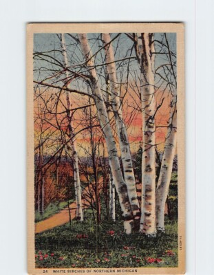 #ad #ad Postcard White Birches of Northern Michigan USA $4.95