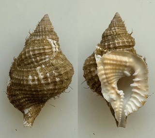 Conchiglia Shell : distorsio reticularis
