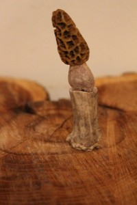 Carved Yellow Morel Mushroom from a Whitetail Spike Antler