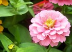 25+ Light Pink Marigold Seeds for Garden Planting - Usa - Free Shipping!