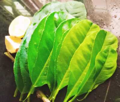 Lime leaves for Herbal tea fresh Natural medicine épices et herbes spices ceylon