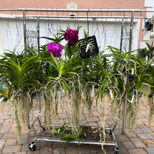 Orchid Vanda Pots Black Plastic Hanging Cups Mesh Net Baskets Home Garden 25 PCs - Picture 17 of 19