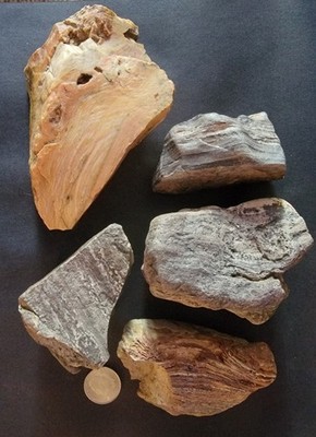 3 Pounds 4 Ounces Wyoming STRAMATOLITE  Fossils Morrison Formation