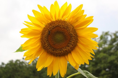 #ad #ad Giant Sunflower Seeds for Planting Heirloom amp; Non GMO Mammoth Seeds $48.00