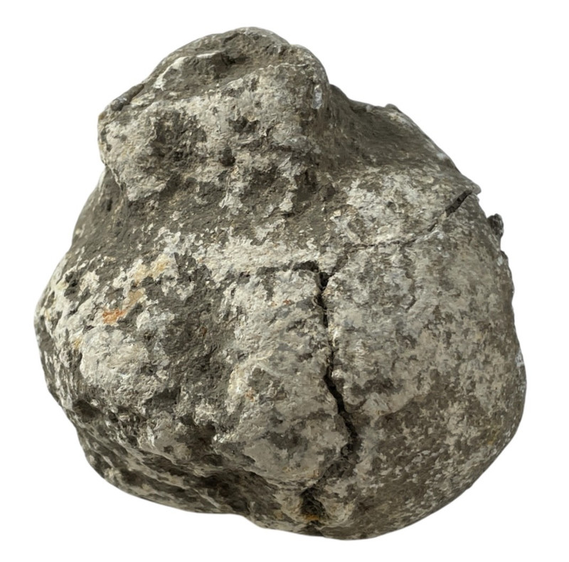 OBO🪨🪷FOSSIL CRINOID BULB (Ancient "Sea Lily") 285.5g LIMESTONE DISPLAY #24🪷🪨