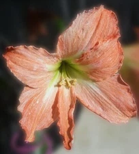 PEACH RUFFLE AMARYLLIS HIPPEASTRUM BULB - 16 cm - Blooming Size