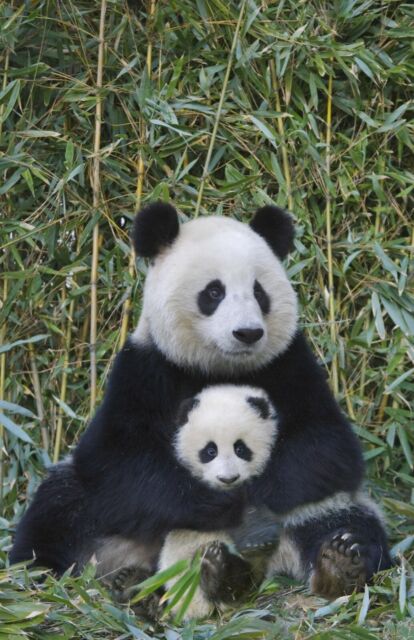 panda near me panda near me
