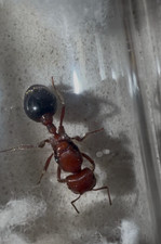 BIOCOLOR HARVESTER Pogonomyrmex Bicolor Ant colony Toy LIVE FEEDER Queen ant