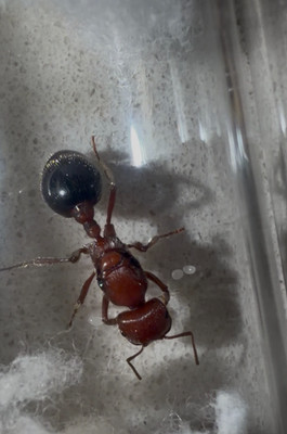 BIOCOLOR HARVESTER Pogonomyrmex Bicolor Ant colony Toy LIVE FEEDER Queen ant