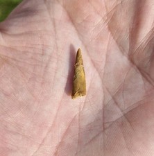 Pterosaur (Pterodactyl) Tooth Fossil - 125 MYO