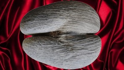 Coco de mer Double Coconut Lovenut The Largest Seed Length 27cm Width 26cm