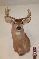 Whitetail Deer Head Shoulder Mount Taxidermy Cape Shed Antler Hunt Mule Rack