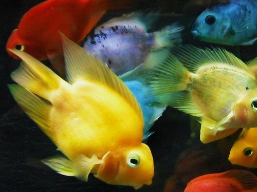 jellybean parrot cichlid for sale