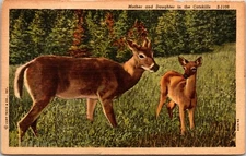 Deer and Faun in Catskills New York Postcard Linen Unposted 1666