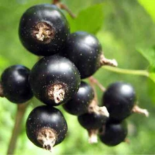 Blackcurrant Bud  Absolute, 100% Pure  Essential Oil. (Ribes nigrum)  Undiluted