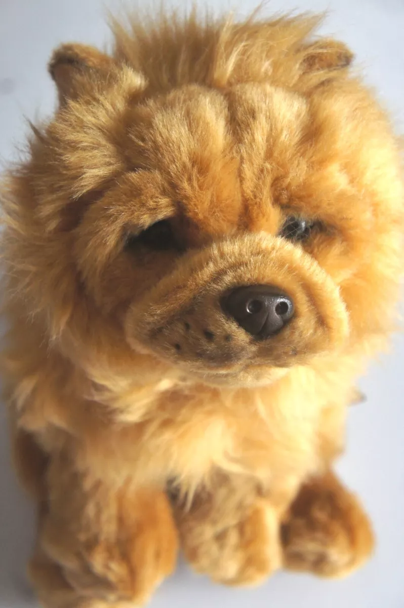 Chow chow toy dog top