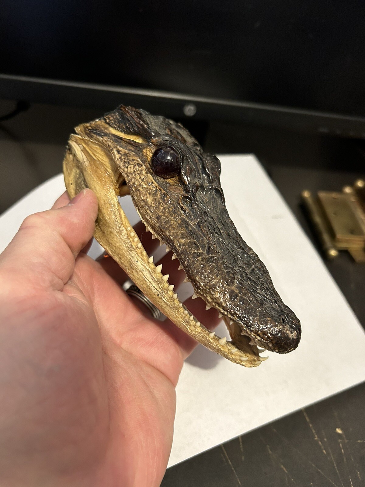 Pair 2 Genuine American Taxidermy Juvenile Louisiana Alligator Head 5 - 6” Long