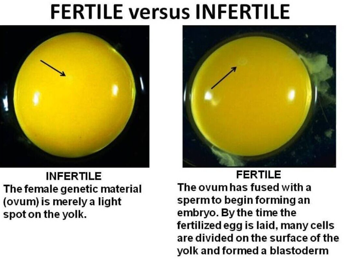 50 Jumbo Coturnix Quail XXL White Texas A&M Hatching Eggs eBay