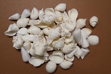 2-LBS. SEASHELL MIX, White Shells, Wedding Decor, Framing Shell, Floral SS-436A